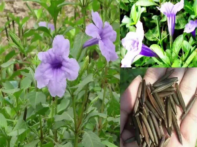 (Tổng hợp) Bài thuốc chữa bệnh từ cây quả nổ 1