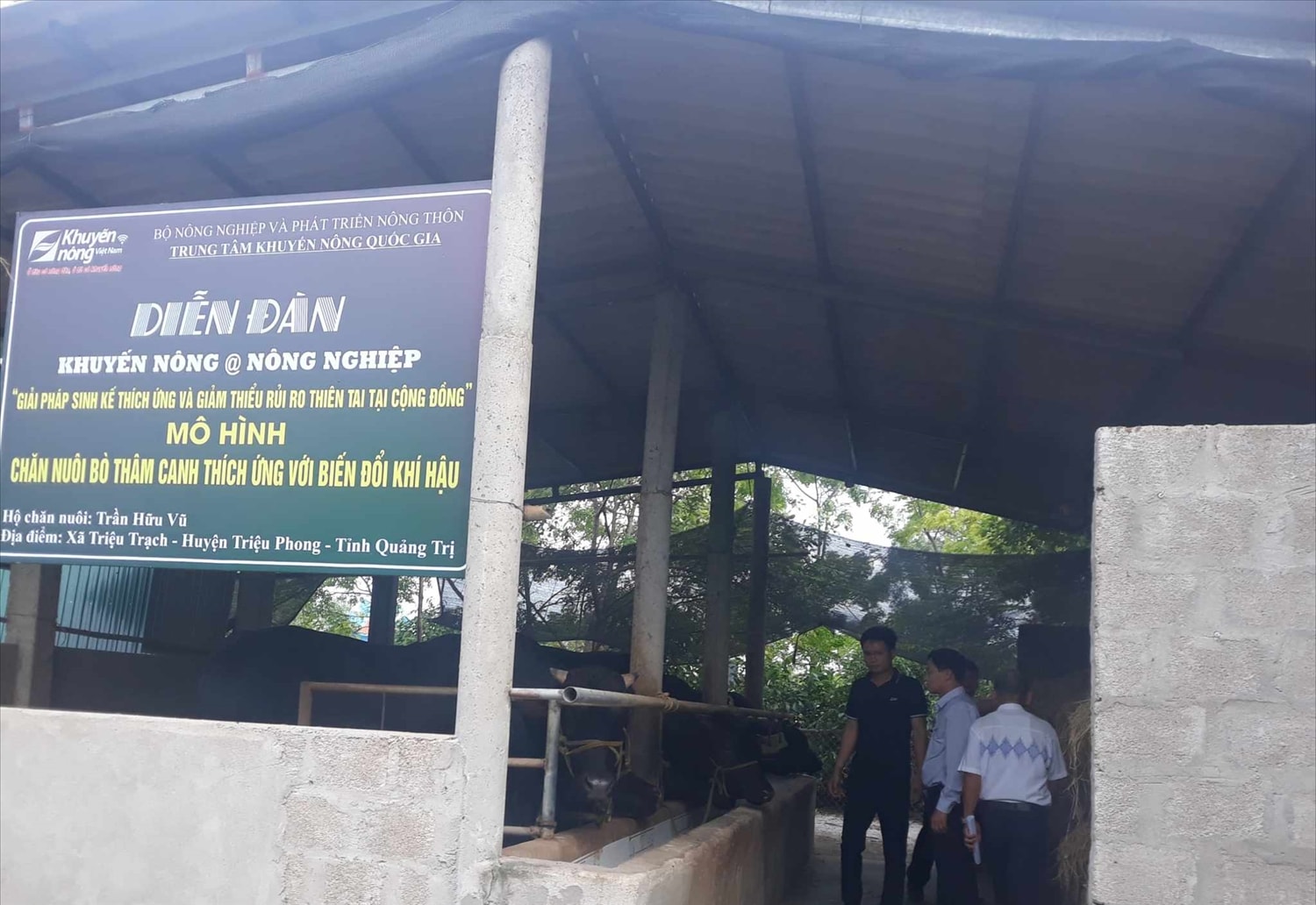 Quảng Trị: Nuôi bò 3B, mô hình sinh kế hiệu quả để thích ứng và giảm rủi ro thiên tai tại cộng đồng 2