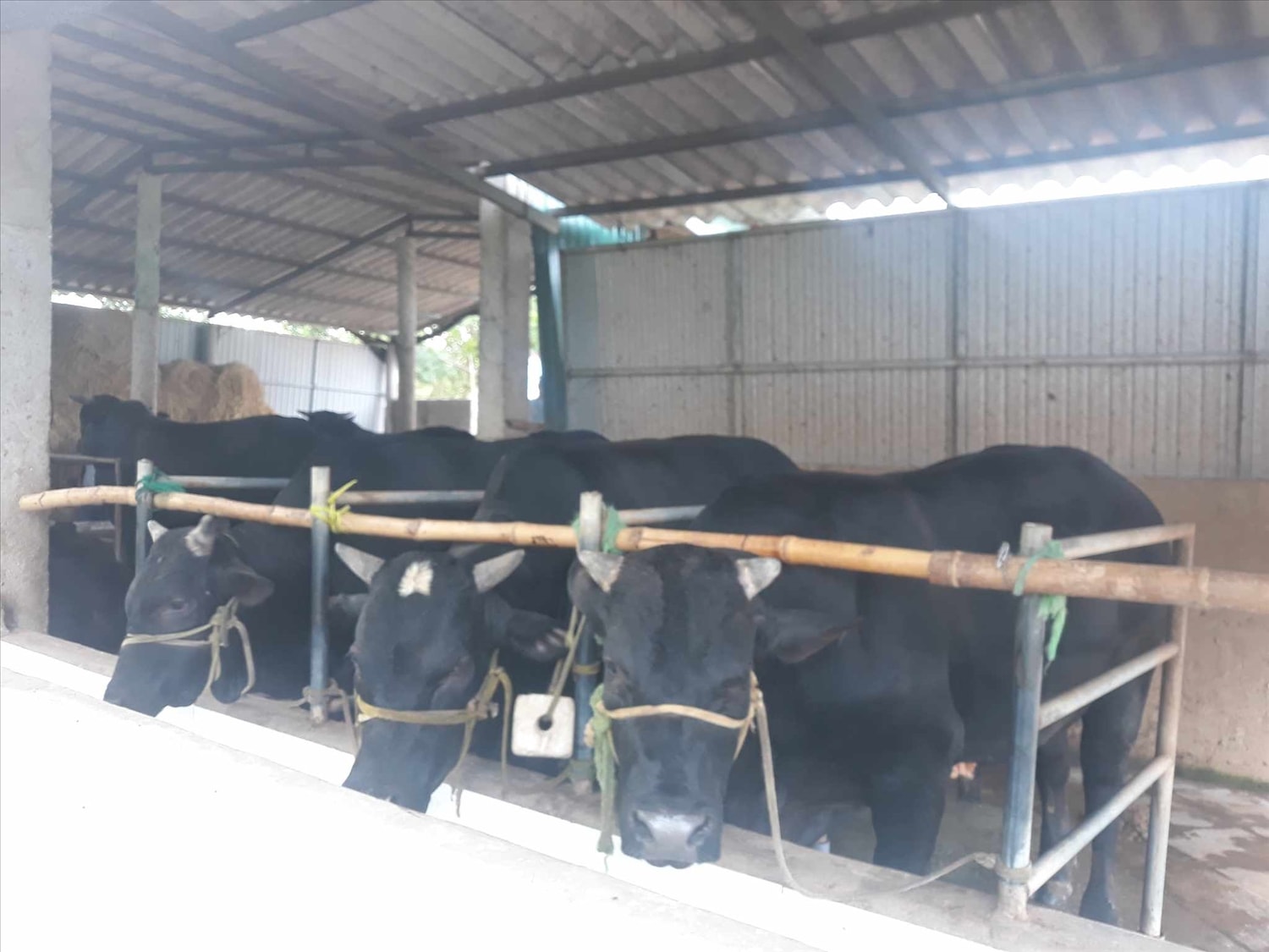 Quảng Trị: Nuôi bò 3B, mô hình sinh kế hiệu quả để thích ứng và giảm rủi ro thiên tai tại cộng đồng 1 Quảng Trị: Nuôi bò 3B, mô hình sinh kế hiệu quả để thích ứng và giảm rủi ro thiên tai tại cộng đồng 1