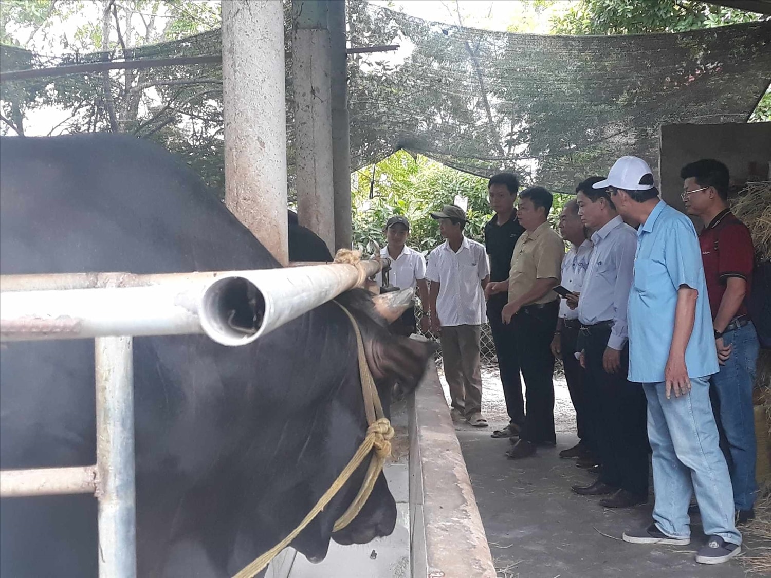 Quảng Trị: Nuôi bò 3B, mô hình sinh kế hiệu quả để thích ứng và giảm rủi ro thiên tai tại cộng đồng 3 Quảng Trị: Nuôi bò 3B, mô hình sinh kế hiệu quả để thích ứng và giảm rủi ro thiên tai tại cộng đồng 3