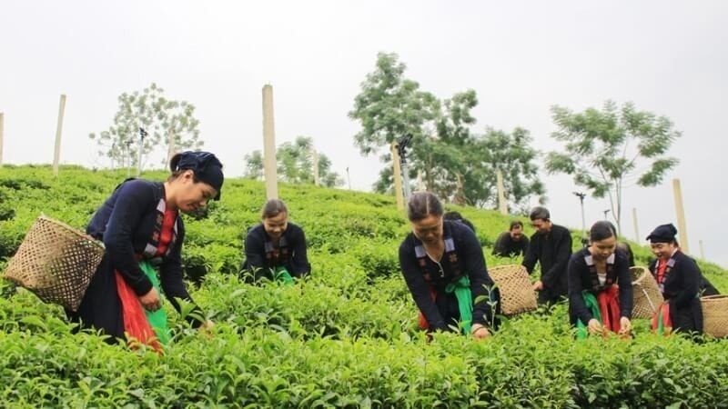 Đến thăm quan Làng văn hóa du lịch cộng đồng xóm Đồng Tâm xã Tức Tranh, du khách sẽ được trải nghiệm văn hoá trà đặc sắc 