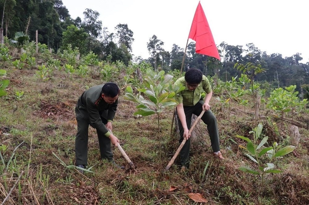 Chăm sóc cây Keo tai tượng Úc ở Quế Phong