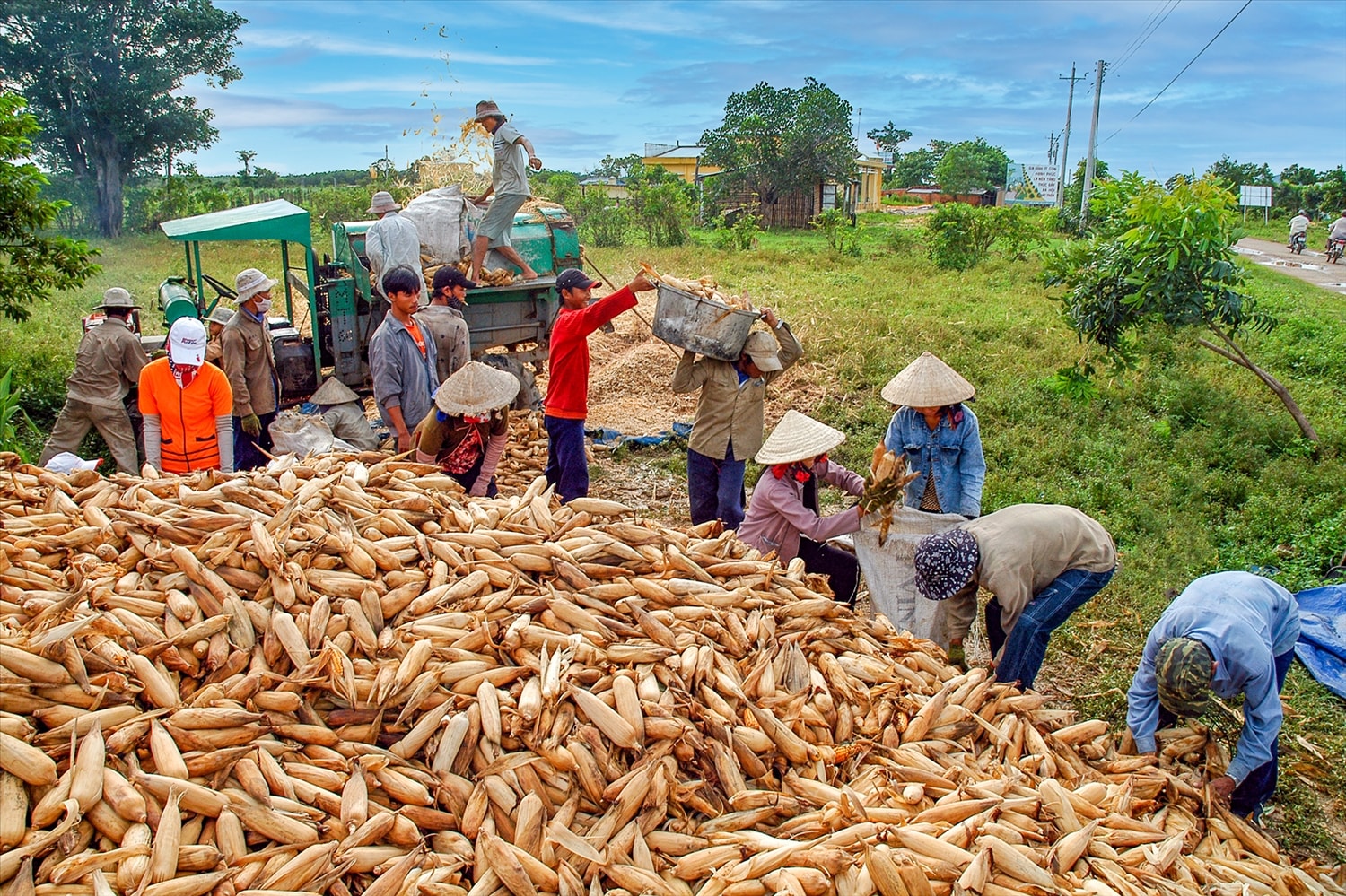 Thu hoạch bắp lai ở xã Đông Tiến (huyện Hàm Thuận Bắc) Thu hoạch bắp lai ở xã Đông Tiến (huyện Hàm Thuận Bắc)