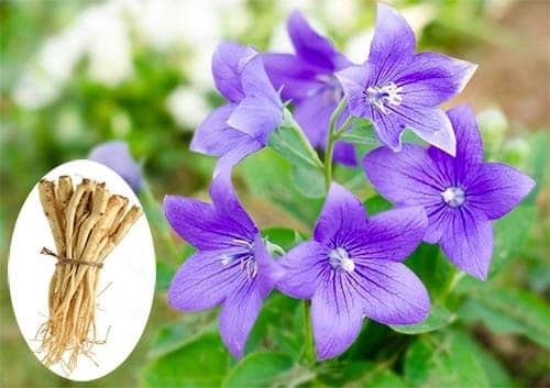 (Tổng hợp) Những bài thuốc hỗ trợ hệ hô hấp từ cây cát cánh 4