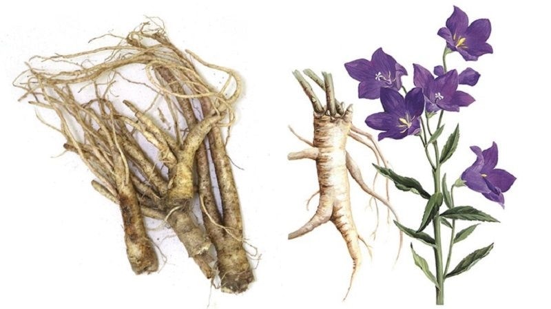 (Tổng hợp) Những bài thuốc hỗ trợ hệ hô hấp từ cây cát cánh 1