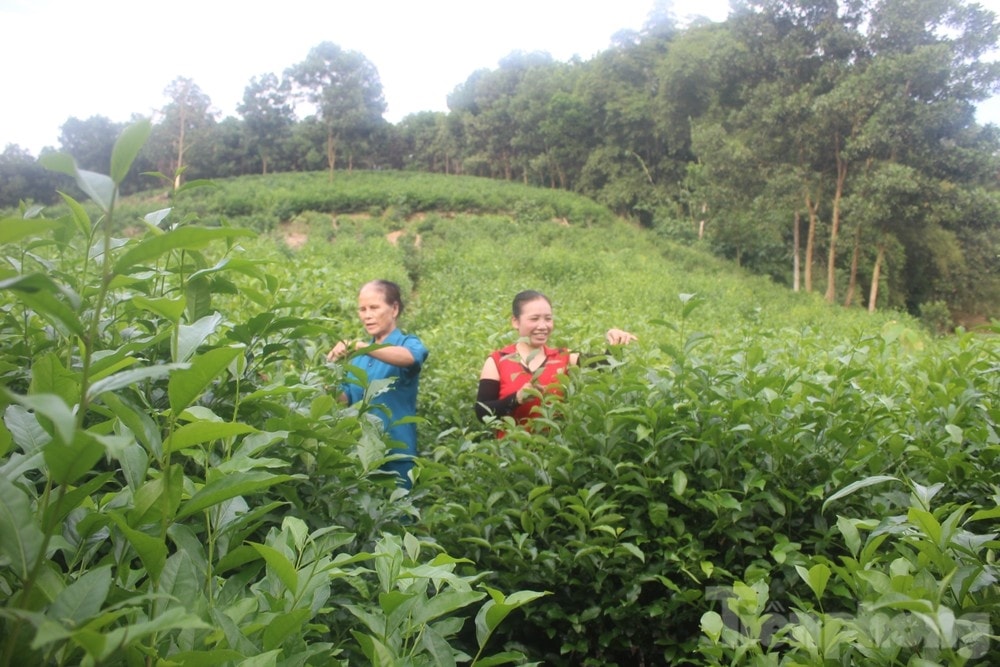 Như Xuân hiện phát triển được 152,4 ha chè Như Xuân hiện phát triển được 152,4 ha chè