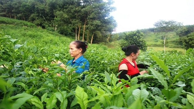 Người dân ở huyện Như Xuân (Thanh Hóa) thu hoạch chè Người dân ở huyện Như Xuân (Thanh Hóa) thu hoạch chè