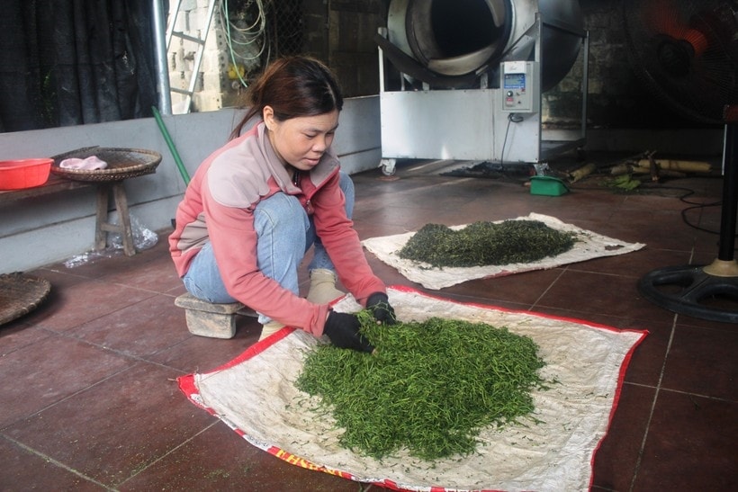 (bài theo kế hoạch)Như Xuân -Thanh Hóa: Phát triển cây chè, giúp đồng bào vùng cao thoát nghèo 2 (bài theo kế hoạch)Như Xuân -Thanh Hóa: Phát triển cây chè, giúp đồng bào vùng cao thoát nghèo 2