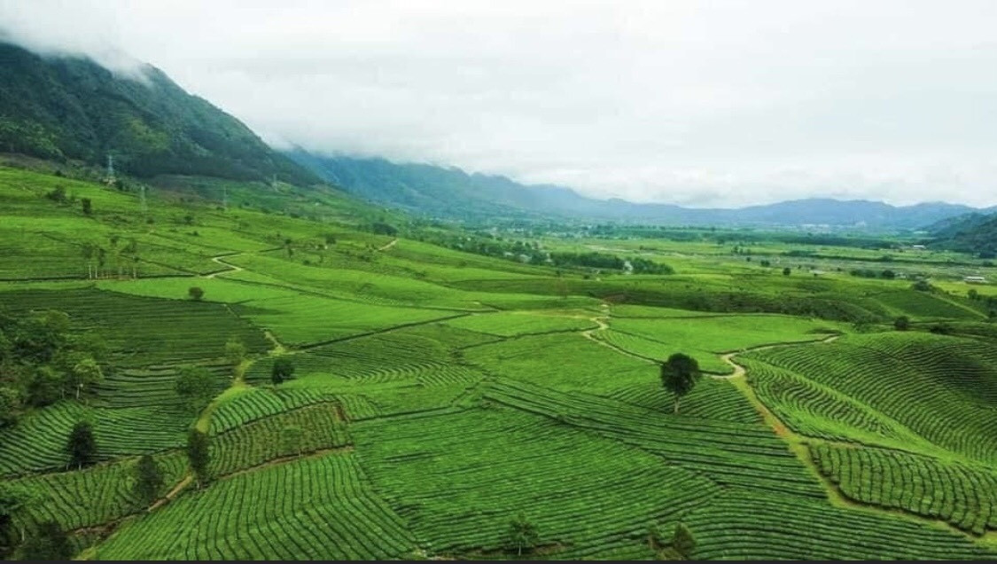 Vùng nguyên liệu chè của HTX Trà Tân Tiến (xã Phúc Khoa, huyện Tân Uyên, tỉnh Lai Châu)