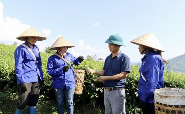 Ông Kim Văn Tân, Giám đốc HTX Trà Tân Tiến  hướng dẫn công nhân thu hái chè theo đúng tiêu chuẩn. Ảnh: Hoàng Trần