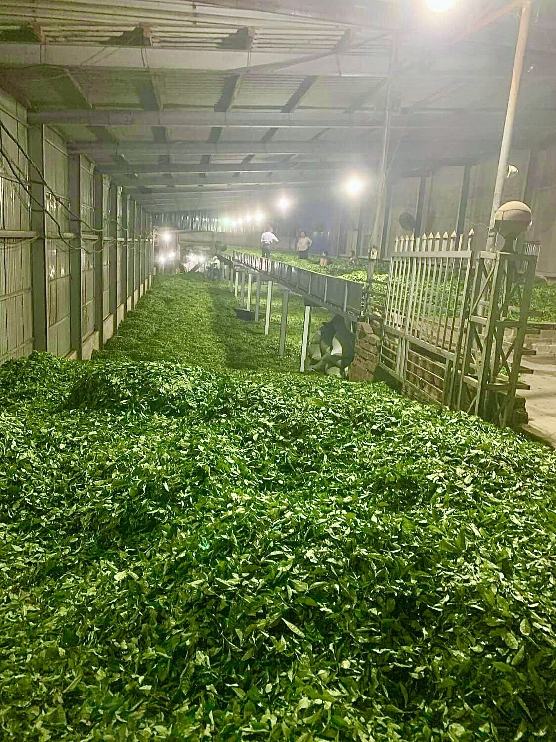 Xưởng chế biến chè của HTX Trà Tân Tiến
