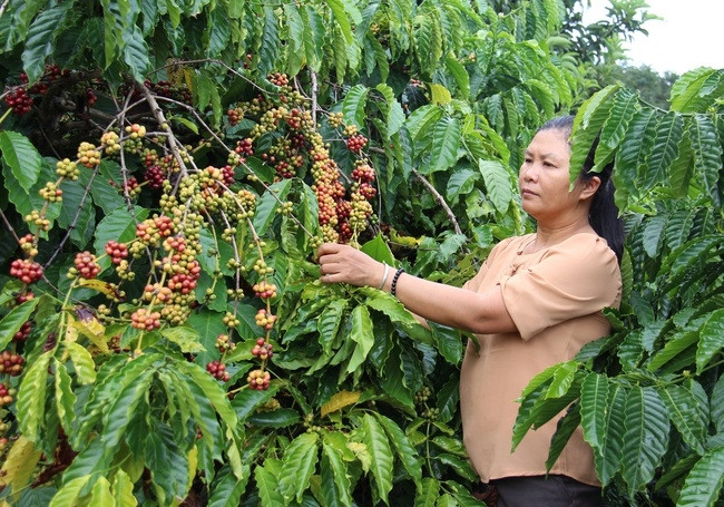 Chị Lương Thị Oanh, xã Ea Wy, huyện Ea Hleo, tỉnh Đắk Lắk (Ảnh IT)
