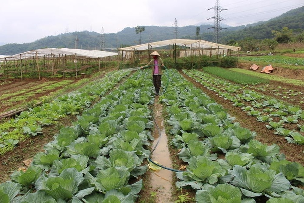 Vườn rau bản Na Tổng, xã Tam Thái, huyện Tương Dương từ lâu là nơi cung cấp nguồn rau sạch cho người dân toàn huyện Vườn rau bản Na Tổng, xã Tam Thái, huyện Tương Dương từ lâu là nơi cung cấp nguồn rau sạch cho người dân toàn huyện