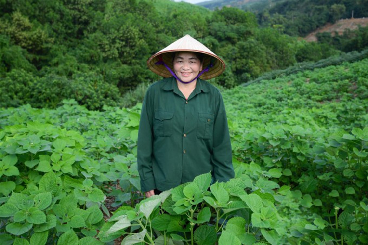 Nhận thấy cây gai xanh có đầu ra và thu nhập ổn định, bà Phạm Thị Thanh (Cẩm Hoa, xã Cẩm Tú) đã mở rộng diện tích trồng gai lên hơn 19ha. Nhận thấy cây gai xanh có đầu ra và thu nhập ổn định, bà Phạm Thị Thanh (Cẩm Hoa, xã Cẩm Tú) đã mở rộng diện tích trồng gai lên hơn 19ha.