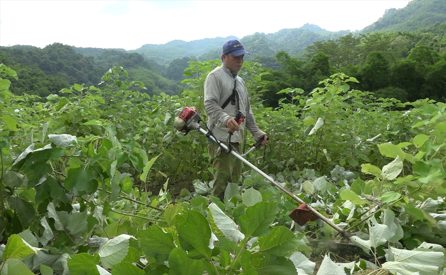 Nhờ phát triển vùng trồng gai xanh gắn với chuỗi liên kết đầu ra đã giúp bà con nông dân có sinh kế ổn định Nhờ phát triển vùng trồng gai xanh gắn với chuỗi liên kết đầu ra đã giúp bà con nông dân có sinh kế ổn định