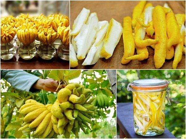 (Tổng hợp) Công dụng chữa bệnh tuyệt vời từ quả phật thủ 1
