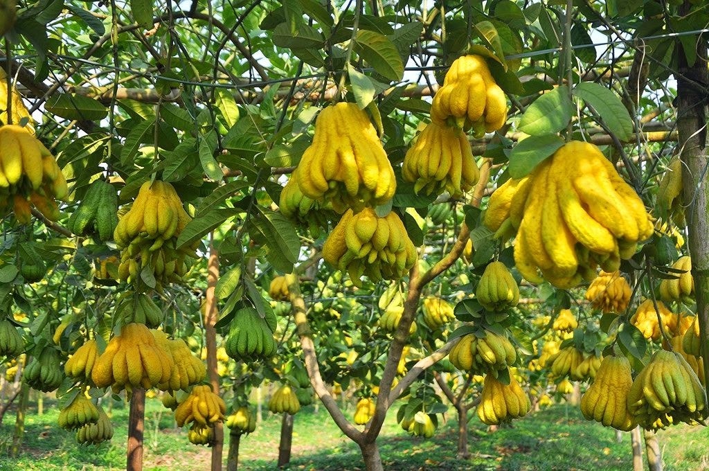 (Tổng hợp) Công dụng chữa bệnh tuyệt vời từ quả phật thủ
