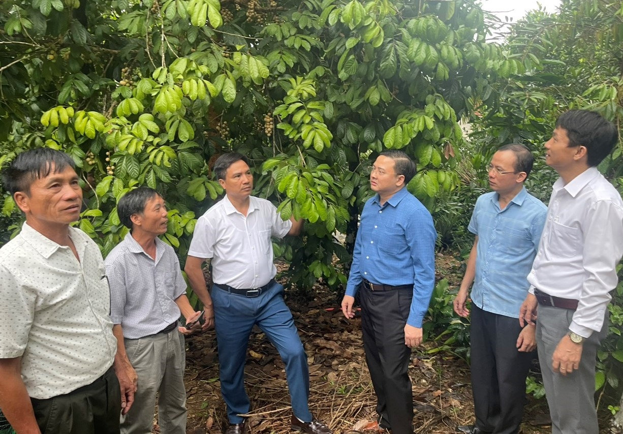 Ông Hoàng Anh- Phó Trưởng Ban Dân tộc tỉnh Vĩnh Phúc (thứ ba từ phải sang) và các đại biểu thăm mô hình trồng cây Lòn Bon tại xã Tiên Lãnh, huyện Tiên Phước, tỉnh Quảng Nam