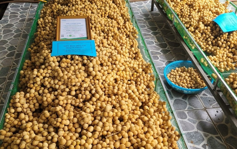 Quả Lòn Bon hữu cơ tại xã Tiên Lãnh, huyện Tiên Phước, làm nguyên liệu sản xuất rượu vang