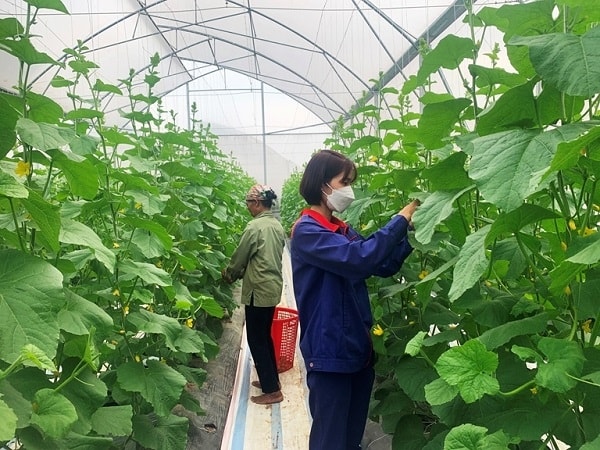 Những năm qua, tỉnh Vĩnh Phúc đã đẩy mạnh phát triển nông, lâm nghiệp theo thế mạnh vùng để sản xuất hàng hoá theo chuỗi giá trị.