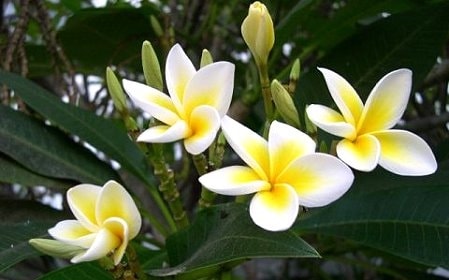 Ngoài công dụng làm đẹp cảnh quan, cây đại còn có khả năng thanh lọc không khí, loại bỏ bụi bẩn, giúp không gian sống của bạn trở nên trong lành, tươi mới, sang trọng hơn.