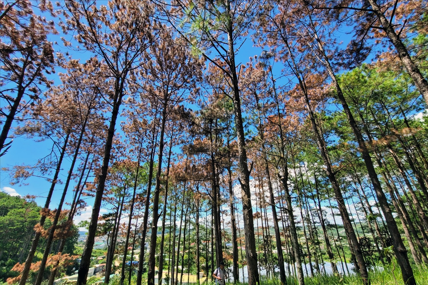 Rừng thông ở Lâm Đồng bị đầu độc (Ảnh: TL) Rừng thông ở Lâm Đồng bị đầu độc (Ảnh: TL)