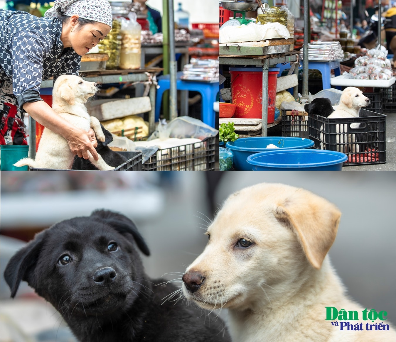 Gian hàng thu hút nhiều ánh nhìn của khách du lịch cũng như du khánh quốc tế 