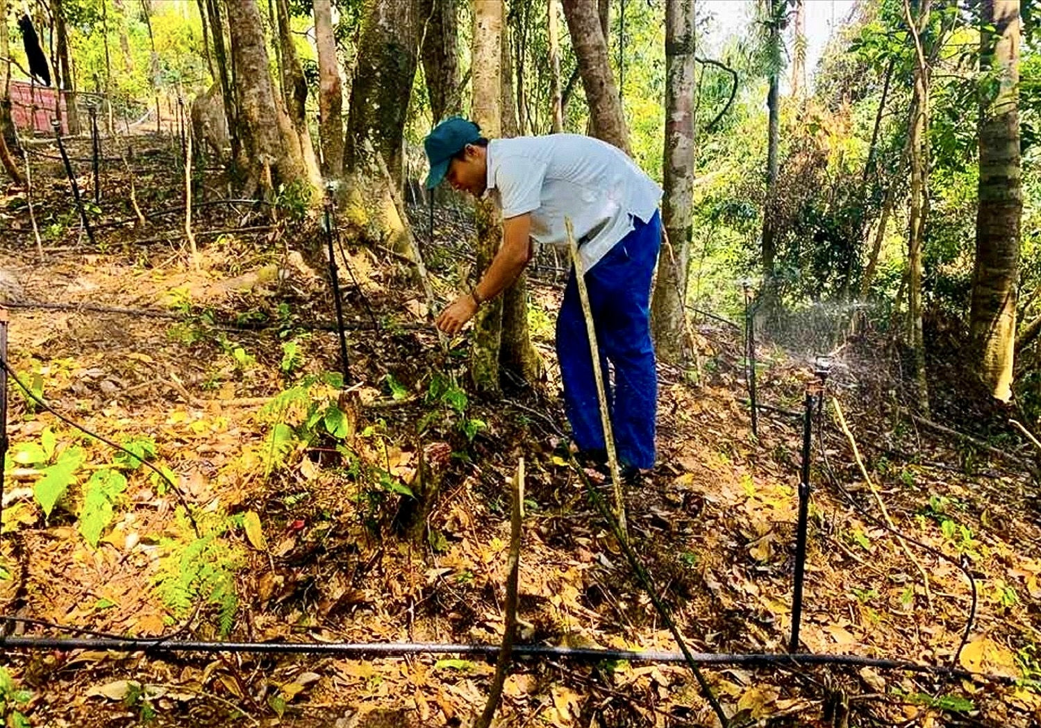 Trong những vườn trồng ba kích với công nghệ mới, tưới béc phun.