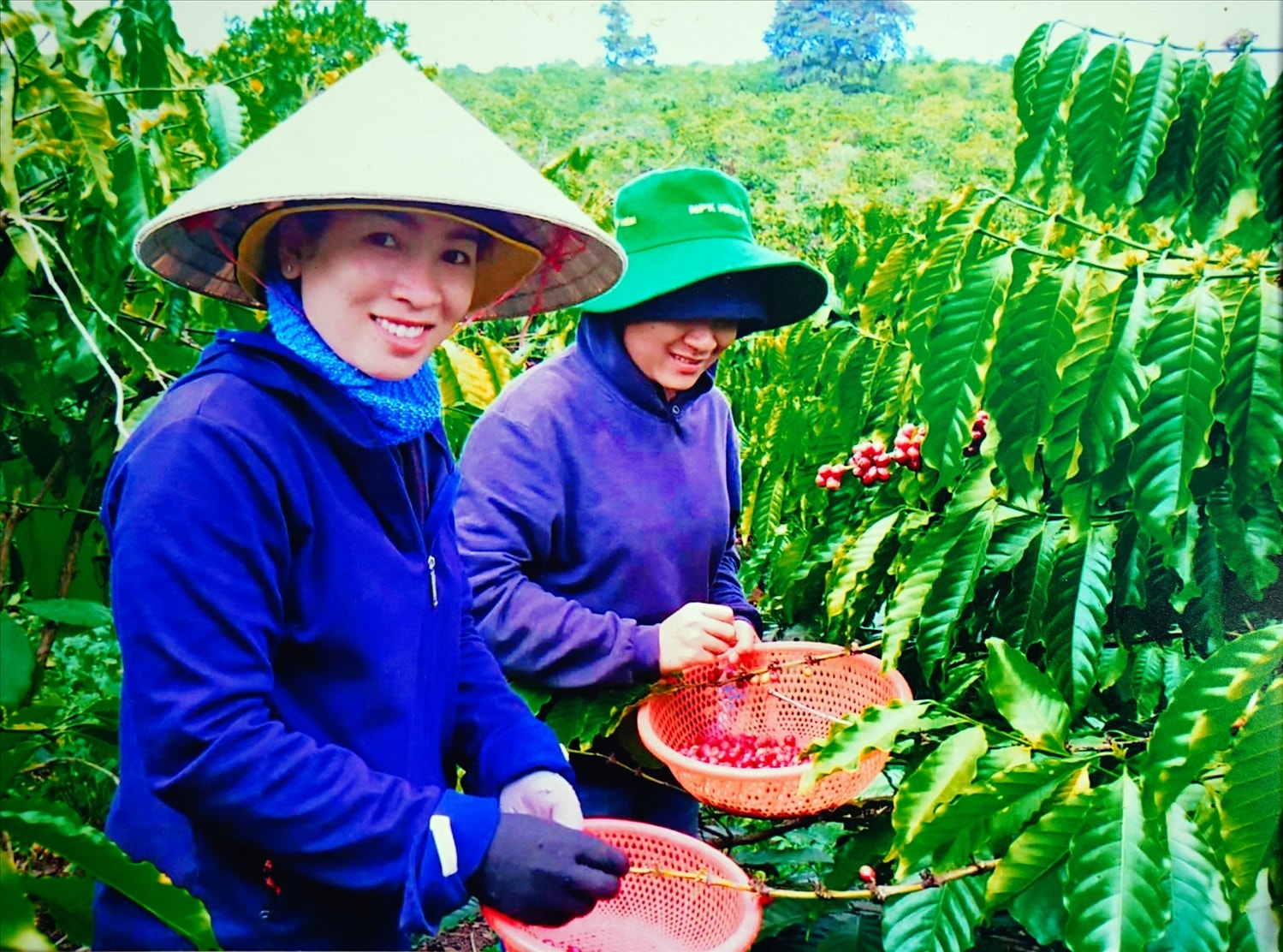 Thu hoạch cà phê sạch