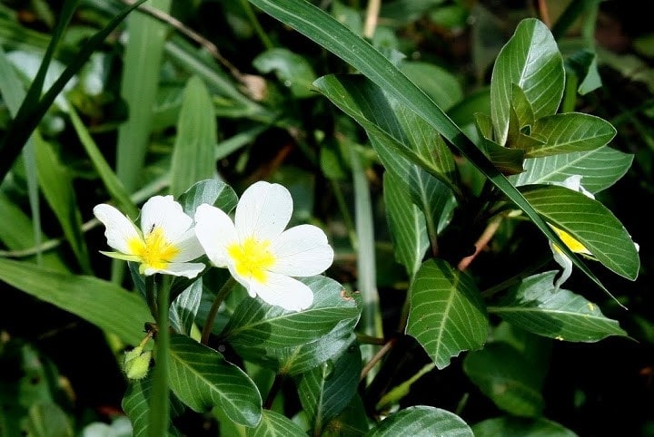 (Tổng hợp) Bài thuốc độc đáo từ cây rau dừa nước 3