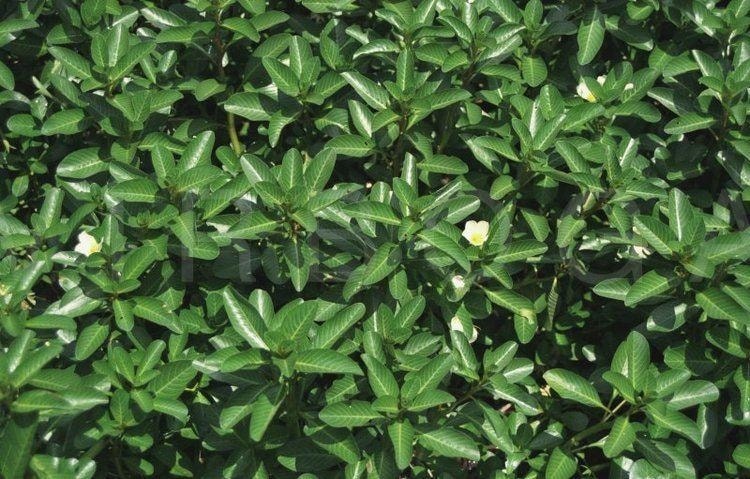 (Tổng hợp) Bài thuốc độc đáo từ cây rau dừa nước 1