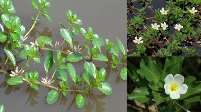 (Tổng hợp) Bài thuốc độc đáo từ cây rau dừa nước 2