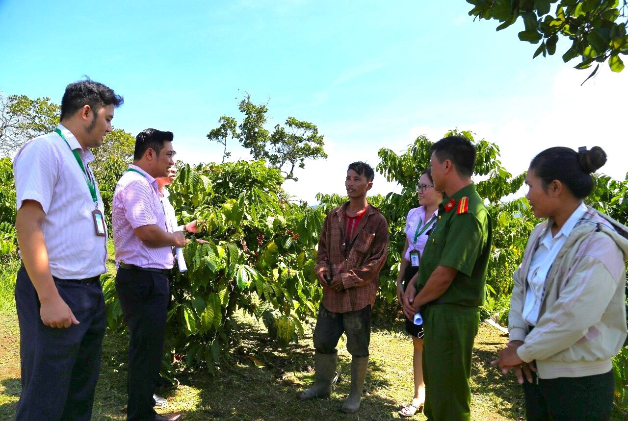 Vườn cà phê của gia đình Anh Trần Văn Long tại thôn Yên Thành 2, xã Đắk Nuê, huyện Lắk, tỉnh Đắk Lắk