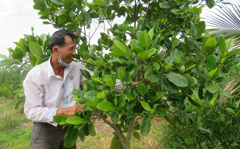 Ông Phạm Văn Ninh đang chăm sóc vườn mít Thái. Ảnh: Phạm Thùy 