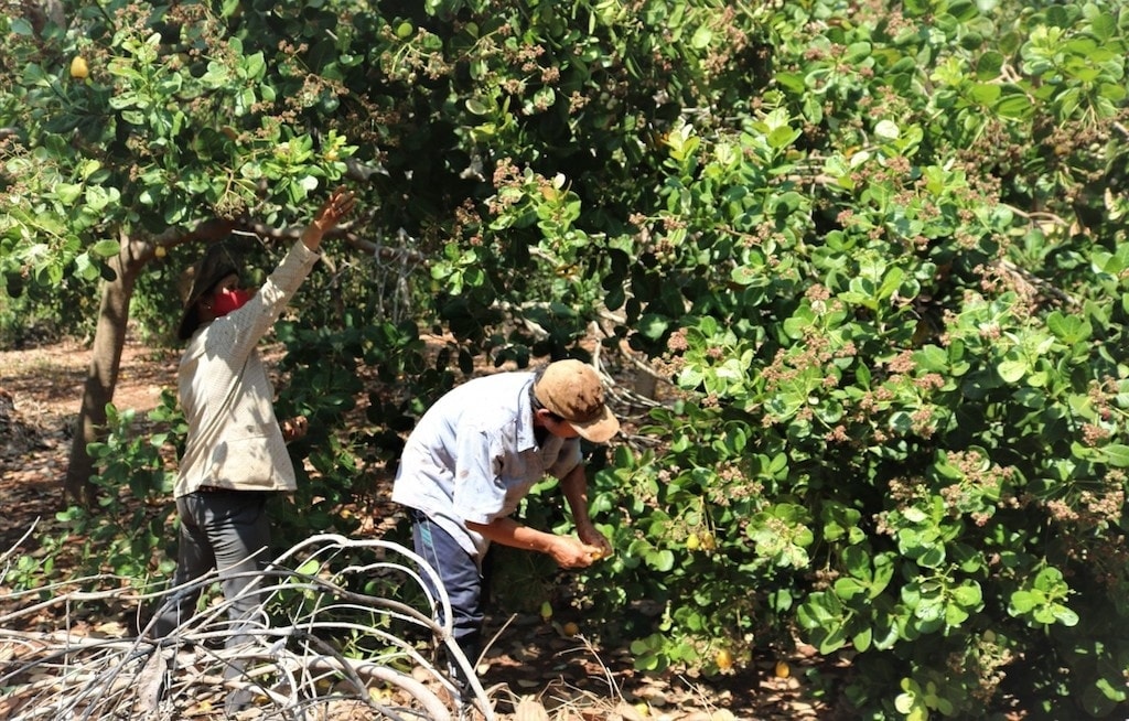Cây điều giống mới là một trong những loại cây trồng mang lại hiệu quả kinh tế tốt cho bà con xã La Ngâu