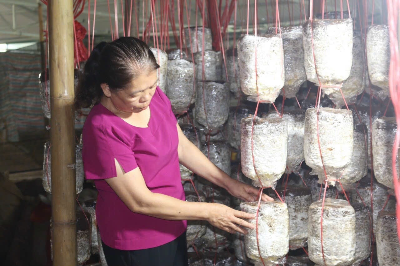 Bà Triệu Thị Lý, Giám đốc HTX kiểm tra phôi nấm