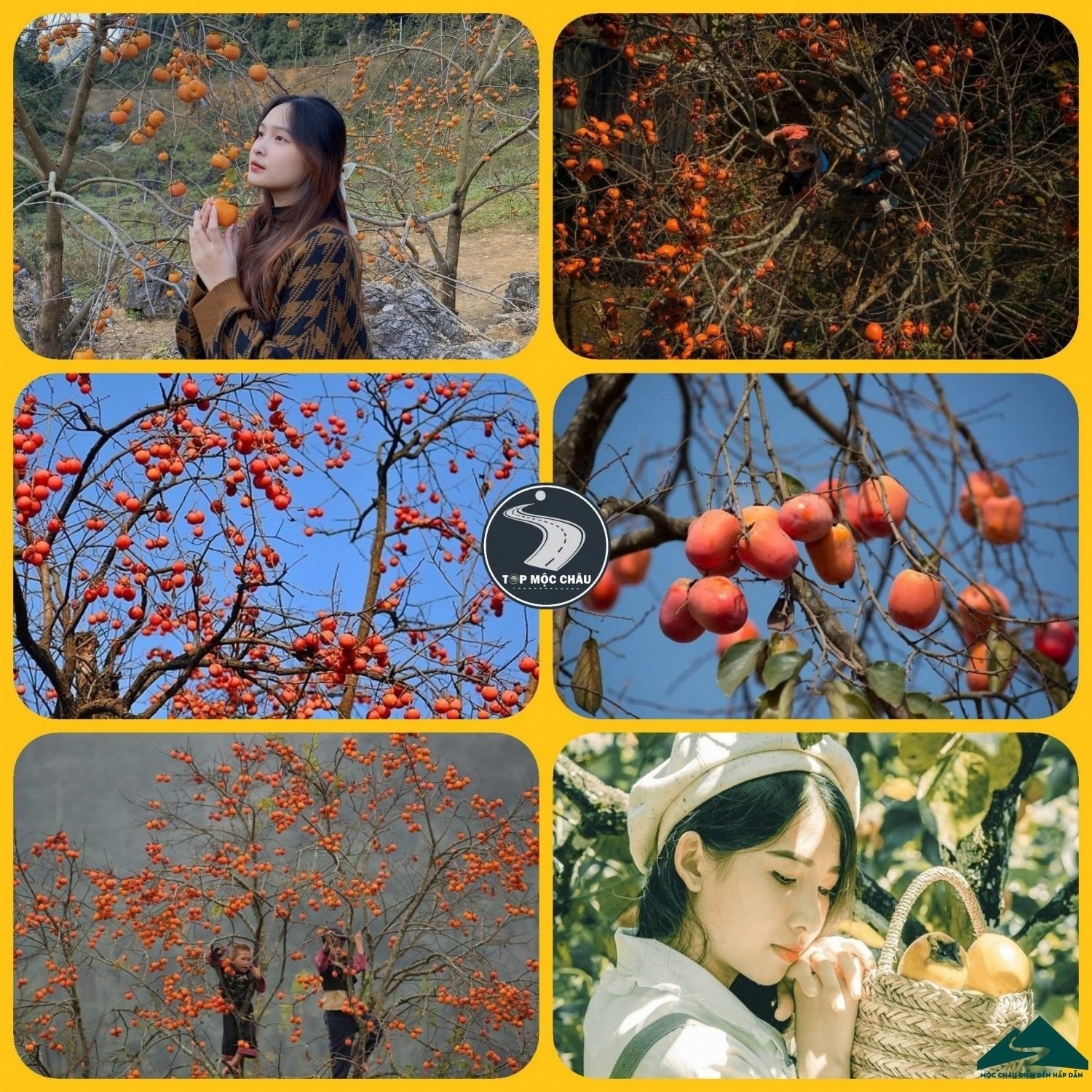 Du lịch Mộc Châu tháng 11: Độc đáo trải nghiệm mùa hồng thơ mộng Du lịch Mộc Châu tháng 11: Độc đáo trải nghiệm mùa hồng thơ mộng