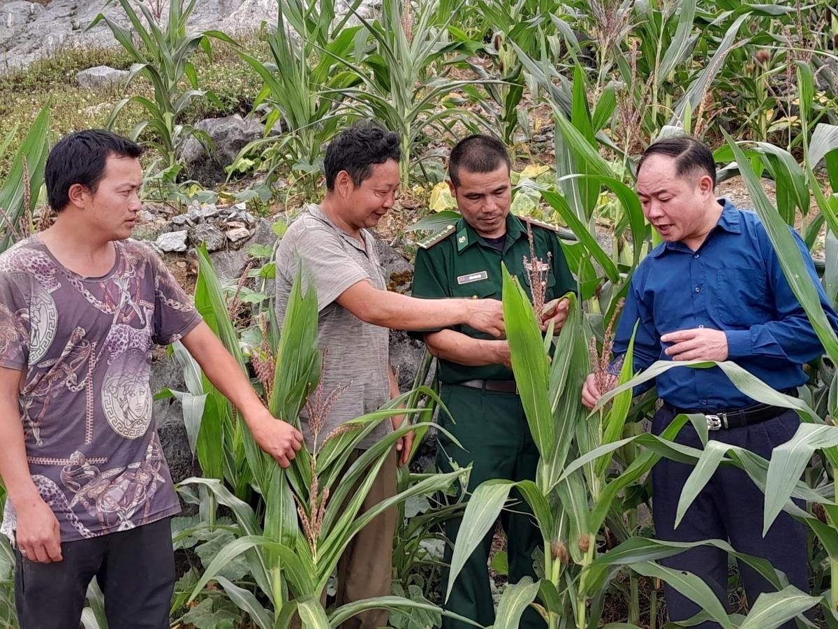 Phó Chủ tịch UBND xã Chẻo Vần Ú (ngoài cùng, bên phải) kiểm tra chất lượng ngô. (Ảnh: Trúc Hà)
