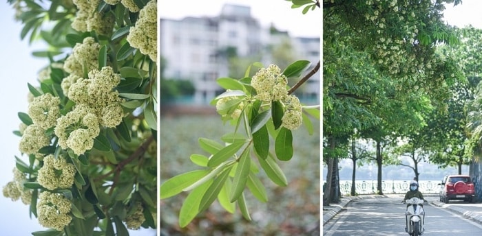 Theo y học cổ truyền, cây hoa sữa có vị đắng, tính mát, quy vào phế, can giúp tẩy giun, trị bệnh sán, trị sốt, tiêu chảy, bệnh phong, nấm da, côn trùng đốt…