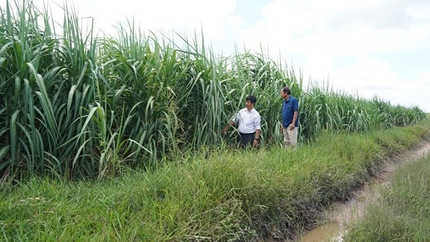 Diện tích trồng mía tại Tây Ninh. Diện tích trồng mía tại Tây Ninh.