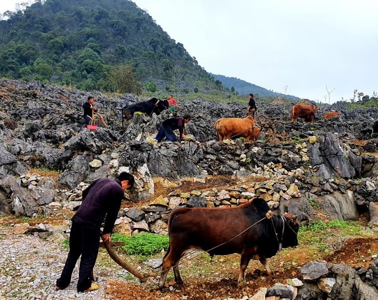 Kĩ thuật thổ canh trên hốc đá - Sự sáng tạo và khát vọng chinh phục tự nhiên của đồng bào các DTTS Cao nguyên đá Đồng Văn
