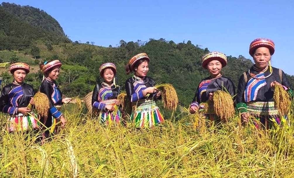 Người Dao thôn Phiêng Phàng, xã thu hoạch lúa nếp Tài. Người Dao thôn Phiêng Phàng, xã Yến Dương, huyện Ba Bể thu hoạch lúa nếp Tài.