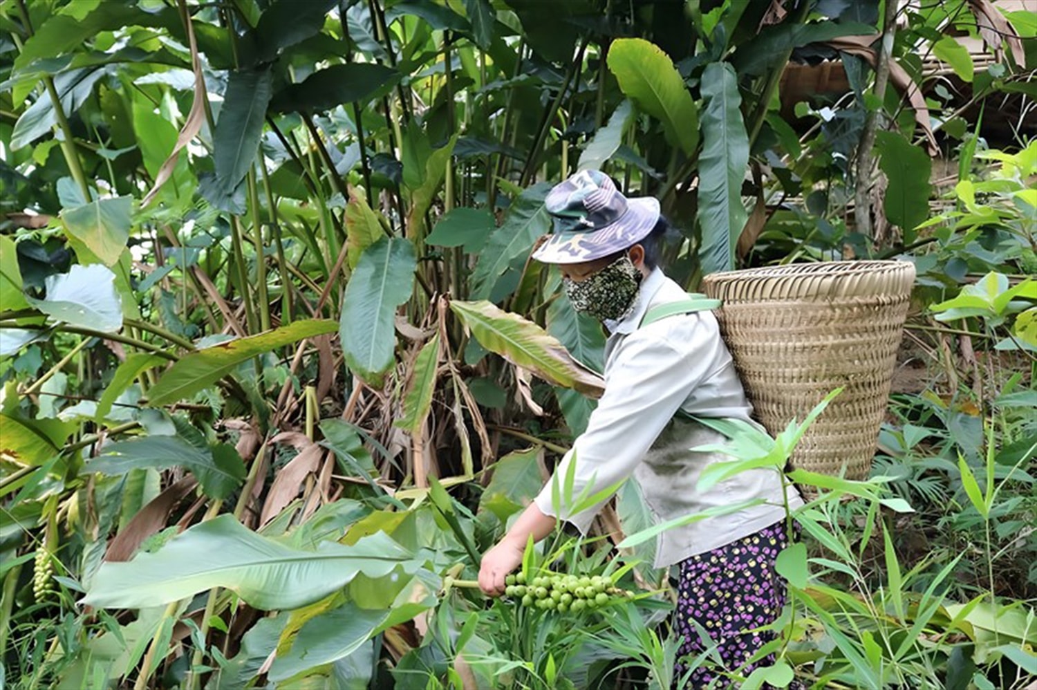 Người dân thu hoạch quả bo bo