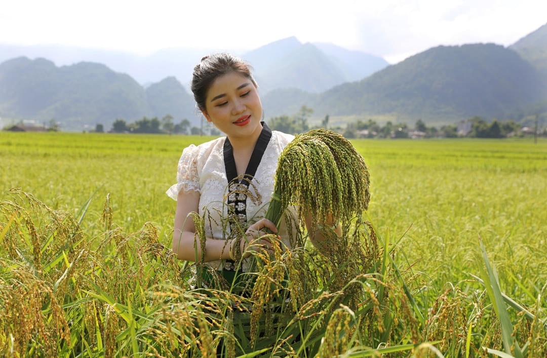 Cô gái Thái trên cánh đồng nếp Tú Lệ (Yên Bái)