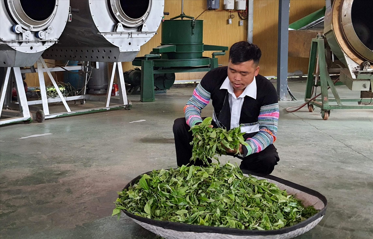 Người dân kiểm tra chất lượng chè trước khi chế biến