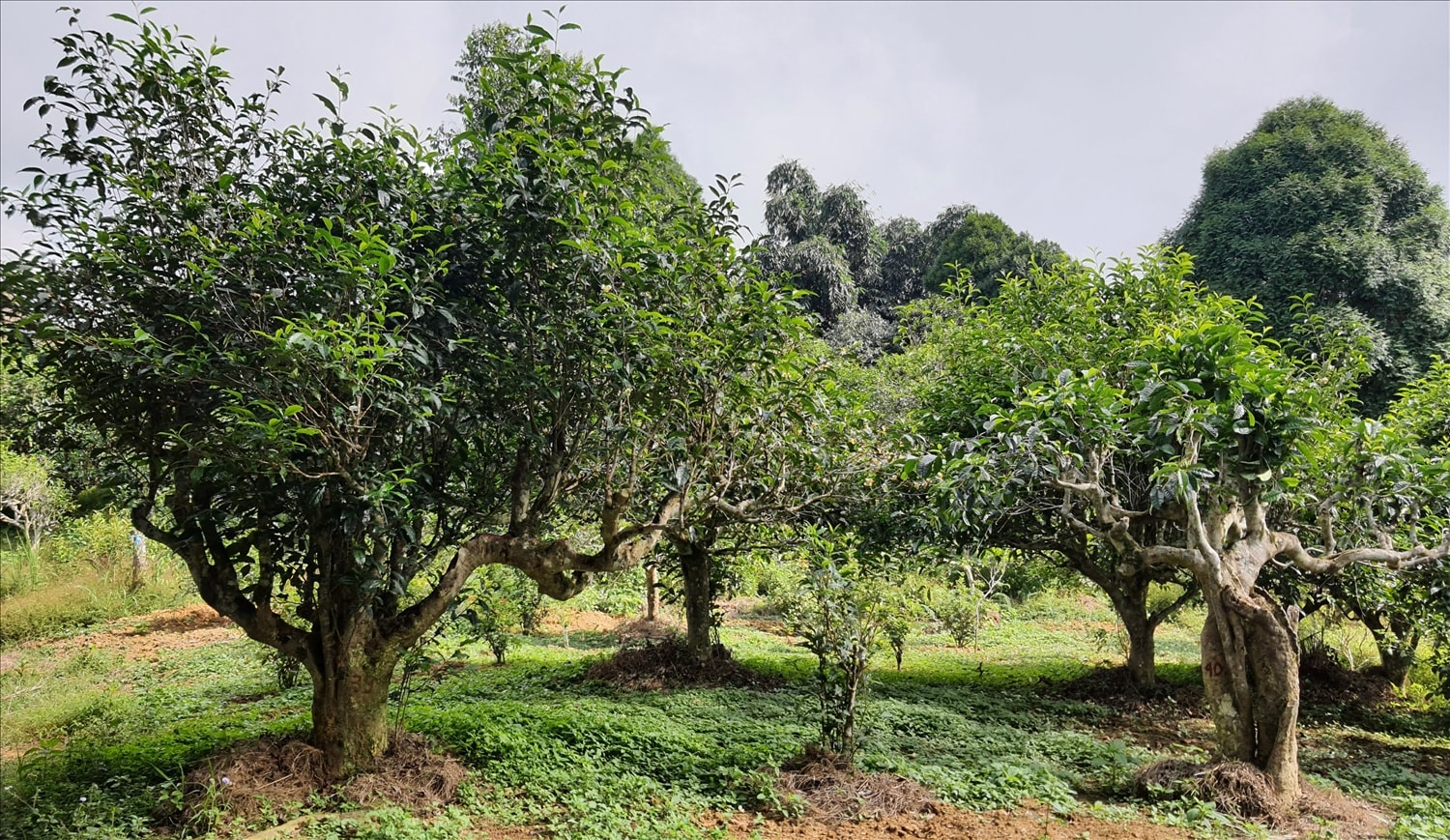 Rừng chè cổ thụ Suối Giàng
