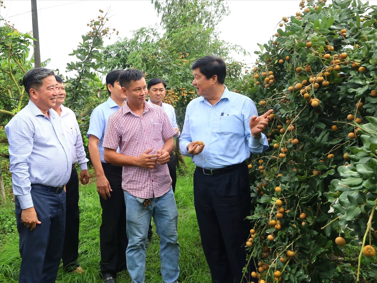 Vùng nguyên liệu sản xuất theo chuỗi giá trị đã mang lại hiệu quả cao trong sản xuất nông nghiệp tại TP. cần Thơ 