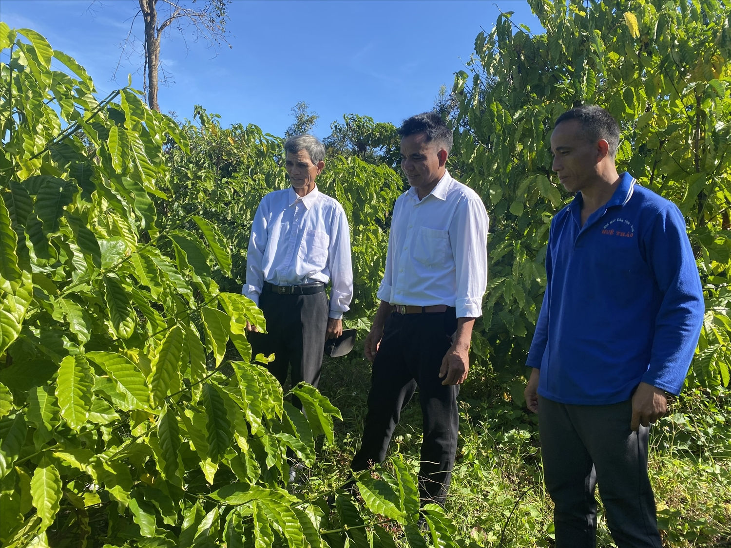 Ông A Hùng (ngoài cùng bên trái), Người có uy tín ở thôn Chung Năng, thị trấn Đăk Glei, huyện Đăk Glei hướng dẫn bà con cách chăm sóc cây cà phê