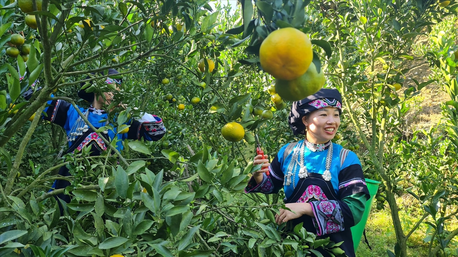 Mỗi năm từ bán quýt và hồng, trừ chi phí gia đình chị Phủng thu về khoảng 500 triệu đồng Mỗi năm từ bán quýt và hồng, trừ chi phí gia đình chị Phủng thu về khoảng 500 triệu đồng