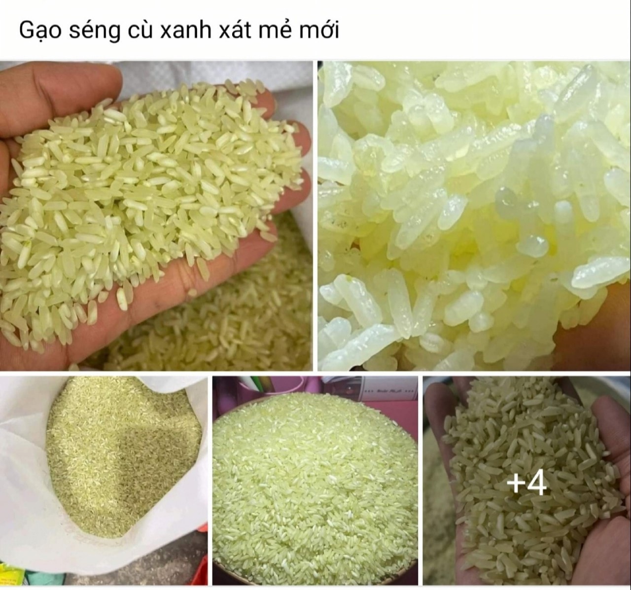 Hãy là người tiêu dùng thông thái: Thực hư về gạo Séng cù xanh gây sốt trên thị trường